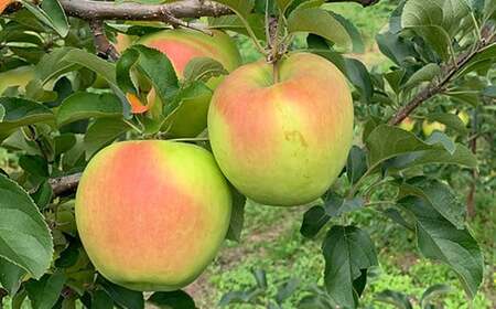 青森りんご ぐんま名月 約５ｋｇ（12～20玉） 【マルス果樹園】 F21U-256