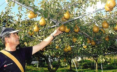 高級 ゼネラルレクラーク (洋梨) 約3kg (約450g×7個)【泉山果樹園】 F21U-063