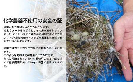 有機JAS認証 サンふじ りんご 約10kg 【和楽堂りんご養生農苑】 オーガニック 無農薬 F21U-327