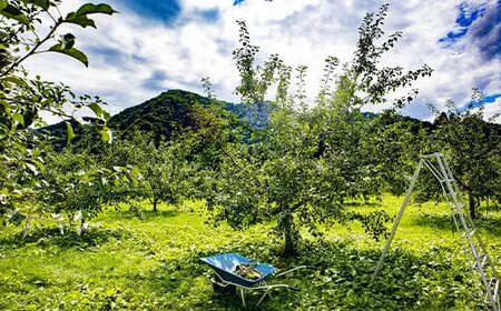 有機JAS認証 サンふじ りんご 約10kg 【和楽堂りんご養生農苑】 オーガニック 無農薬 F21U-327