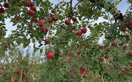 特 （中玉） 青森産 完熟 りんご 約10kg サンふじ 王林 2種セット 【誠果園】 F21U-223