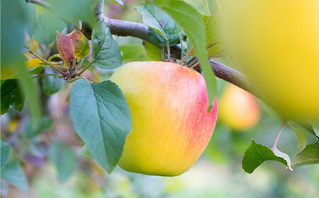 ぐんま名月（中玉） 約5kg ［18～20個入］ 【留長果樹園】 F21U-216