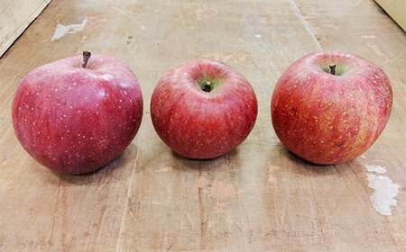 青森りんご サンふじ 秀品 約５kg（12～18玉）【マルス果樹園】 F21U-270