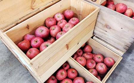 青森りんご サンふじ 秀品 約５kg（12～18玉）【マルス果樹園】 F21U-270