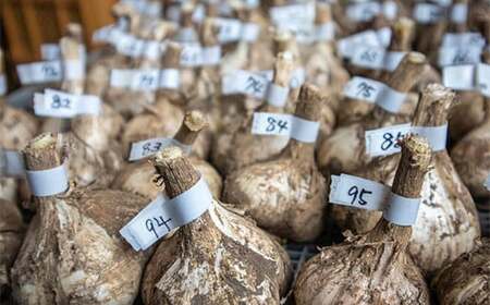 有機JAS認証 にんにく Lサイズ 約1kg (10～14個) 【和楽堂りんご養生農苑】 オーガニック 無農薬 F21U-303