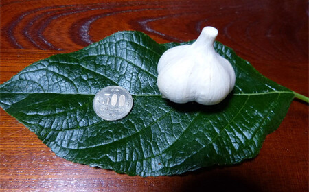 有機JAS認証 にんにく Lサイズ 約1kg (10～14個) 【和楽堂りんご養生農苑】 オーガニック 無農薬 F21U-303