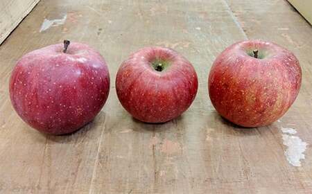 《訳あり》青森りんご サンふじ 約５kg（16～20玉） 【マルス果樹園】 F21U-282