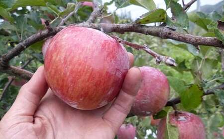 《訳あり》 有機JAS認証 サンふじ りんご 約3kg 【和楽堂りんご養生農苑】 オーガニック 無農薬 F21U-286