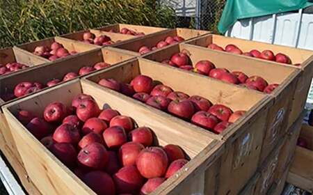 濃厚りんご果汁ジュース 「にごりは正直」 (1000ml×3本) 【NPO法人 青森なんぶの達者村】 F21U-017