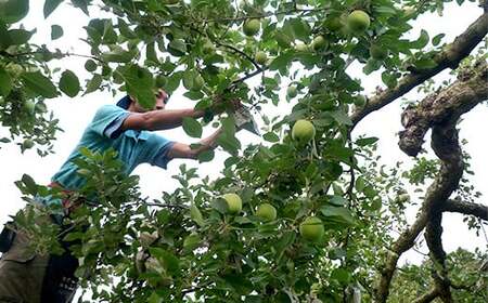 りんご農家のアップルパイ (直径約23cm) 【Shinohe's farm】 F21U-363