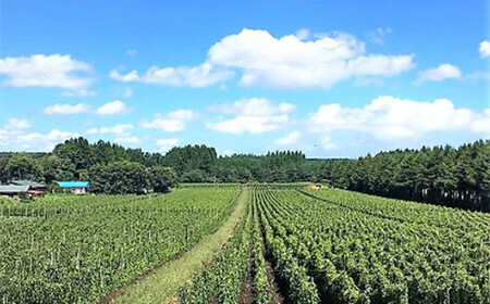 青森県産 長いも　トロトロとろろ　600g(100g×6パック) 【なんぶ農援】便利な小分けパック 無添加 F21U-257
