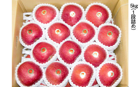 青森県産 りんご サンふじ LLサイズ 5kg 【佐々木あきおはるこ農園】 F21U-546