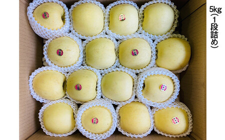 青森県産 希少りんご はるか Lサイズ 5kg 【佐々木あきおはるこ農園】 F21U-562