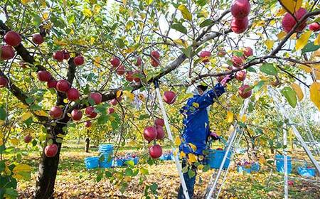 サンふじ・ぐんま名月 詰め合わせ (中玉) 約5kg ［18-20個入］ 【留長果樹園】 F21U-600