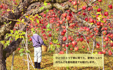 先行予約《2024年11月中旬～発送》藤原農園のりんご『サンふじ』5kg 14玉～20玉
