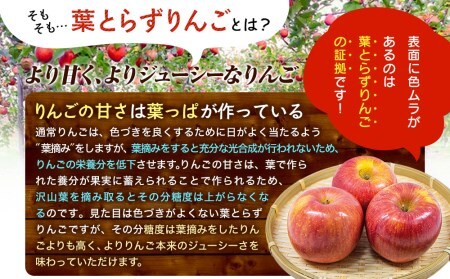 先行予約《2024年11月中旬～発送》さとう農園の葉とらずリンゴ　（サンふじ）　5kg 14玉～20玉
