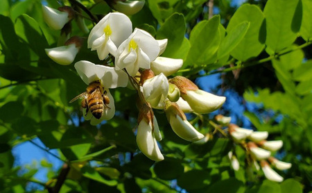 盛岡市 大西養蜂場 天然はちみつ あかしあ 600g 非加熱はちみつ 非加熱 ハチミツ 蜂蜜 国産 国産はちみつ 国産はちみつ非加熱 アカシア蜂蜜 非加熱蜂蜜 国産蜂蜜 はちみつ 岩手 岩手県 盛岡市