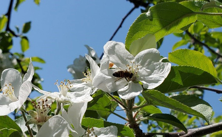 盛岡市 大西養蜂場 はちみつ りんご 600g 非加熱 天然蜂蜜 天然 蜂蜜 ハチミツ 国産 リンゴ 林檎 りんごはちみつ 国産はちみつ 非加熱はちみつ 非加熱 瓶 瓶詰め 岩手 岩手県 盛岡市