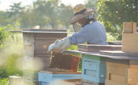 盛岡市 大西養蜂場 はちみつ りんご 600g 非加熱 天然蜂蜜 天然 蜂蜜 ハチミツ 国産 リンゴ 林檎 りんごはちみつ 国産はちみつ 非加熱はちみつ 非加熱 瓶 瓶詰め 岩手 岩手県 盛岡市