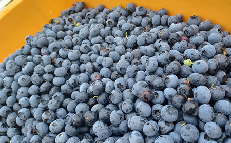 ジャム ブルーベリージャム 90g×3本 佐々木果樹園 乙部角屋謹製 ブルーベリー 瓶 フルーツ 果物 朝食 ヨーグルト パン 自然栽培 岩手 岩手県 盛岡 盛岡市