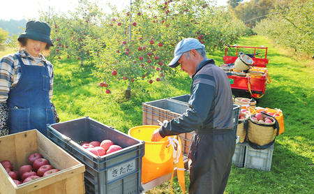 りんご 岩手県 完熟 サンふじ 約 3kg (8～12玉) 北田りんご園 ふじ ふじりんご 完熟りんご 葉とらず 葉とらずりんご 果物 フルーツ 冬 旬 季節のフルーツ 季節の果物 岩手 盛岡 盛岡市 先行予約 2026 1月発送