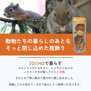 リスやノネズミのクルミ詰め合わせ 盛岡市動物公園 ZOOMO オリジナル クルミ くるみの殻 インテリア オリジナルグッズ グッズ 置物 おしゃれ かわいい 飾り 瓶飾り 雑貨 小物雑貨 動物園 動物愛護 支援 岩手 岩手県 盛岡市