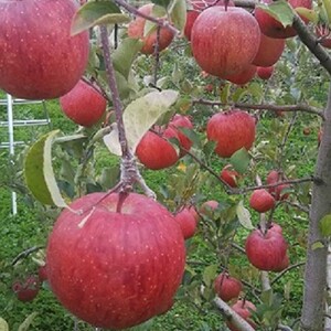 佐々木果樹園 乙部角屋 搾りたて 林檎ジュース＆農家の蔵出し 濃厚りんごネクター