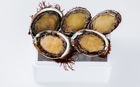 【三陸重茂産】天然　蝦夷あわび(2号品)500g(冷凍)_魚介・海産物 鮑（アワビ） 貝 あわび_【配送不可地域：離島】【1519984】