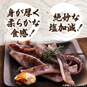 スルメイカの一夜干し5枚セット_魚介・海産物 イカ  いか 烏賊_【配送不可地域：離島】【1527275】