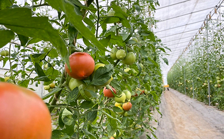 岩手県宮古市産　上山農園の無添加トマトジュース【水・砂糖・塩・保存料不使用】_飲料・ドリンク 野菜ジュース ジュース _【1567646】