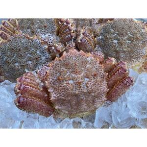 三陸活毛ガニ400g～500g×2匹_魚介・海産物 毛ガニ カニ けがに 毛蟹_【配送不可地域：離島・沖縄県・九州】【1592859】