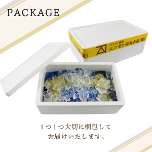 期間限定 活ムール貝 2.5kg 国産 冷蔵 ＼ ムール貝 ／