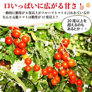 赤崎元服トマト 500g フルーツトマト 野菜 とまと 糖度9 ミニトマト あまい 甘い 甘いトマト リコピン 食品 旨味 ミネラル ビタミンC 栄養 自宅用 お試し ごはん 夕飯 おかず サラダ 国産 三陸 岩手県 大船渡市