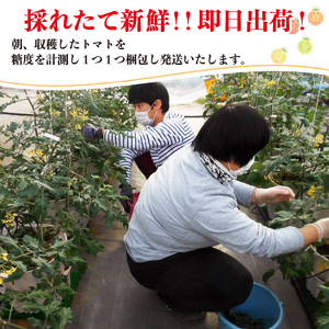 赤崎元服トマト 500g フルーツトマト 野菜 とまと 糖度9 ミニトマト あまい 甘い 甘いトマト リコピン 食品 旨味 ミネラル ビタミンC 栄養 自宅用 お試し ごはん 夕飯 おかず サラダ 国産 三陸 岩手県 大船渡市