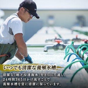 箱入りあわび メキシカンチリスープ風 白ワイン煮風 2個セット ＼ 鮑 ／