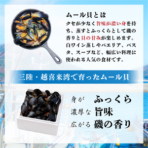【8月～12月発送】 国産 活ムール貝 3.3kg ＼ ムール貝 ／
