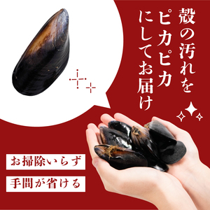 三陸産 活ムール貝 3kg ムール貝