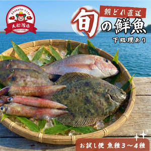 下処理あり 朝獲れ 鮮魚ボックス お試し3～4種 鮮魚