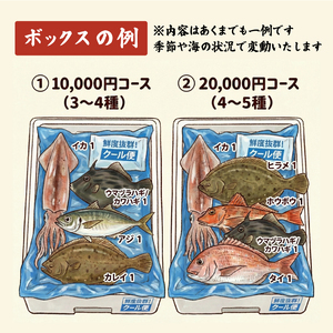 下処理あり 朝獲れ 鮮魚ボックス お試し3～4種 鮮魚