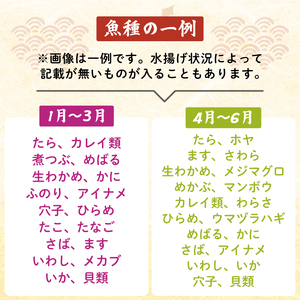下処理あり 朝獲れ 鮮魚ボックス お試し3～4種 鮮魚