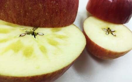 イーハトーヴ 訳あり りんご お試し (2kg以上)セット《1月より発送予定/予約受付》 【005-1】