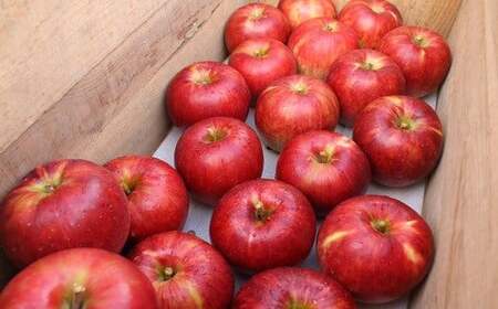 イーハトーヴ 訳あり りんご お試し (2kg以上)セット《1月より発送予定/予約受付》 【005-1】