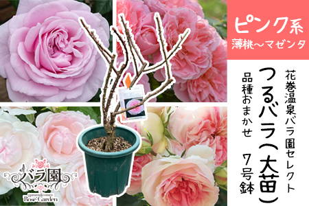 花巻温泉バラ園で育った「つるバラ大苗」7号サイズ -ピンク- 【1916】