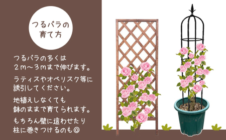 花巻温泉バラ園で育った「つるバラ大苗」7号サイズ -ピンク- 【1916】