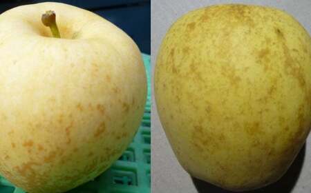 【ふるなびWEEK対象】《予約受付中》花巻産　純情はるか　約2.5kg＜自家用＞（8個～10個） FN-Limited-PR【2041-FN】