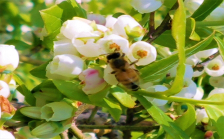 【無農薬有機栽培ブルーベリー使用】　宮沢賢治の里 いわて ブルーベリーはちみつ【520】