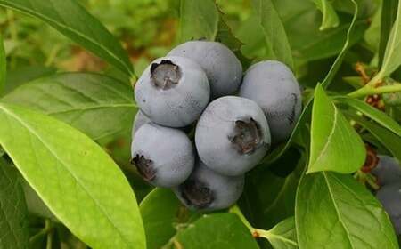 【無農薬有機栽培ブルーベリー使用】　宮沢賢治の里 いわて ブルーベリーはちみつ【520】