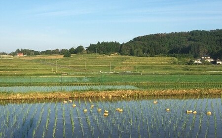 【無農薬】合鴨農法で育てたひばり農園の白米（りくう132号） ５kg 【584】