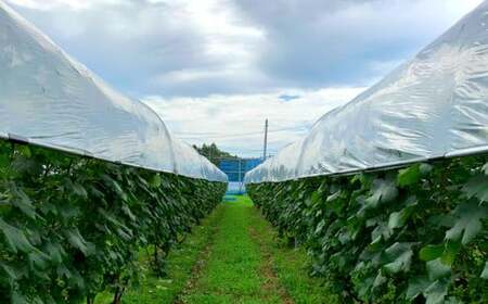 高橋葡萄園 白ワイン 2本セット ファーストヴィンテージ2015 リースリング・リオン フロイデ 【2127】