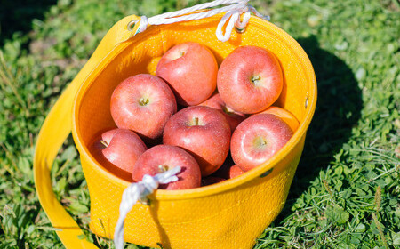 果汁100%!宇津宮果樹園の林檎屋果汁りんごジュース30缶セット 【サンふじ】【635-1】